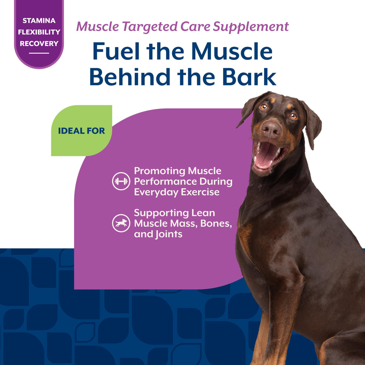 Hip & Joint Supplement for Dogs 60 Ct Q844